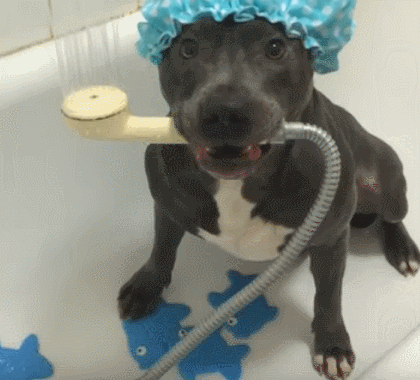Gif. Staffordshire Terrier standing in bath tub wearing a shower cap and holding a scrubbing brush/shower head in his mouth