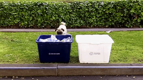 Gif. Pug dropping plastic bottle into plastic recycling box