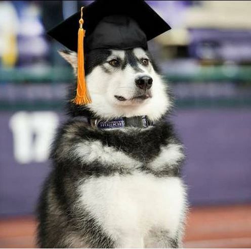 Dog with graduation cap on