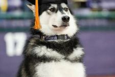 Dog with graduation cap on