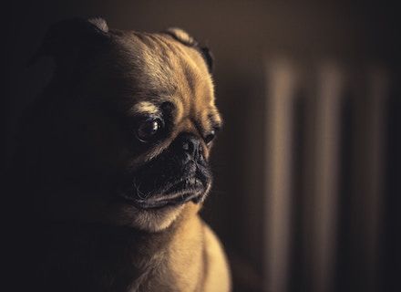 Pug looking concerned