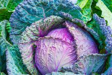 A colourful cabbage