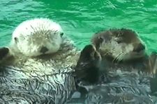 Sea otters holding hands