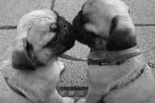 Two puppies kissing