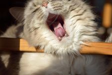 A fluffy cat yawning