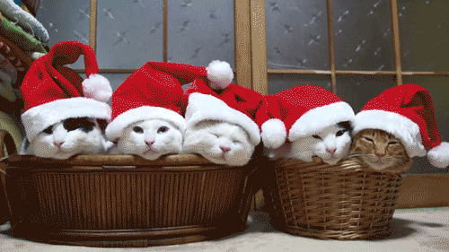 kittens with santa hats