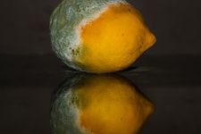A mouldy lemon