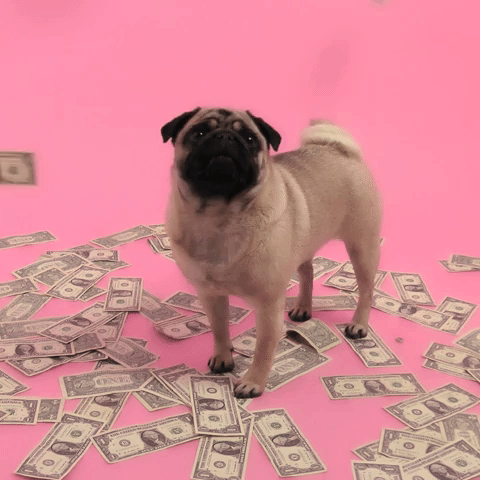 pug with cash gif