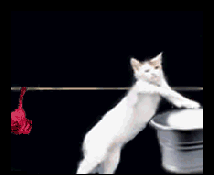 cat hanging out the laundry gif