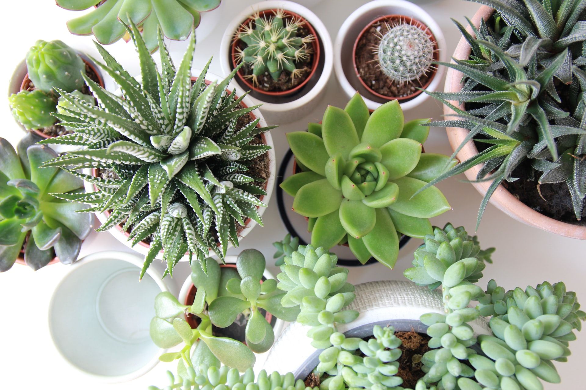 Variety of succulent houseplants