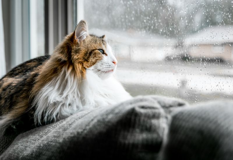 Cat looking through a rain covered window