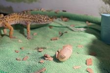 gecko with an egg it layed