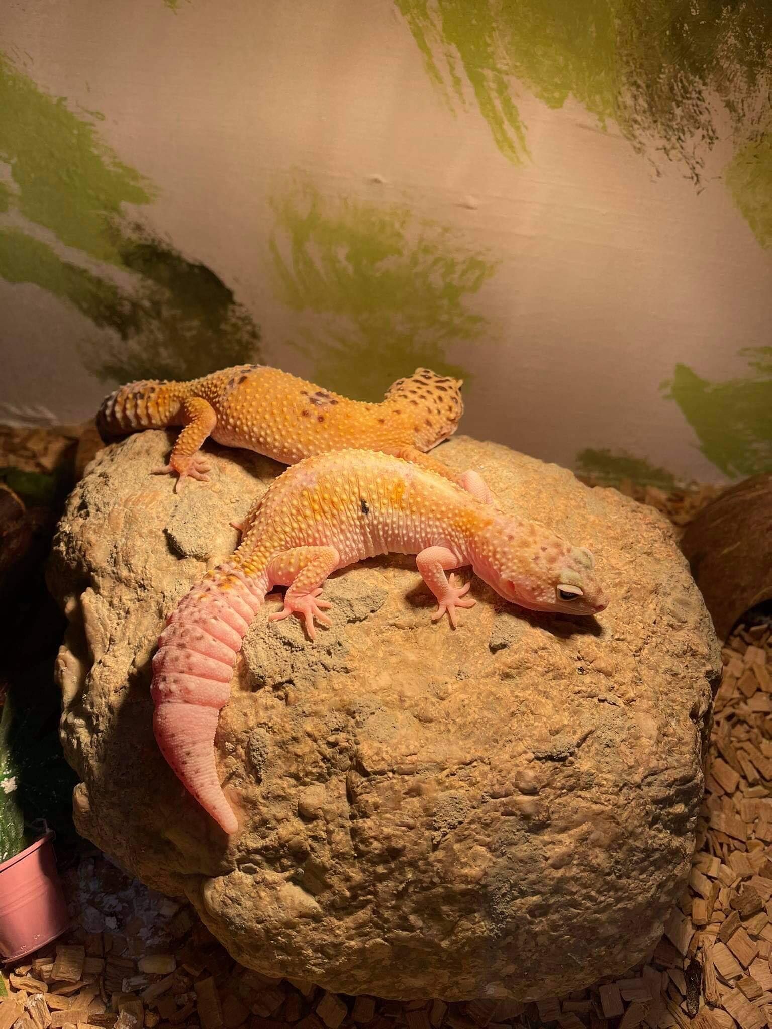 geckos on a rock