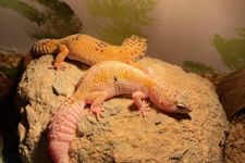 geckos on a rock