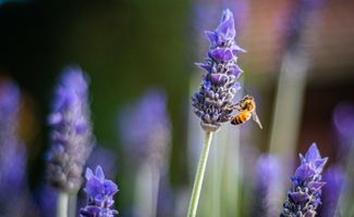 Bee sipping nectar from lavender flower