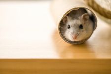 A grey hamster poking their head out of a cardboard tube