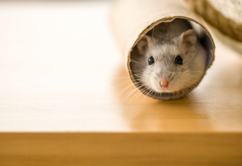 A grey hamster poking their head out of a cardboard tube