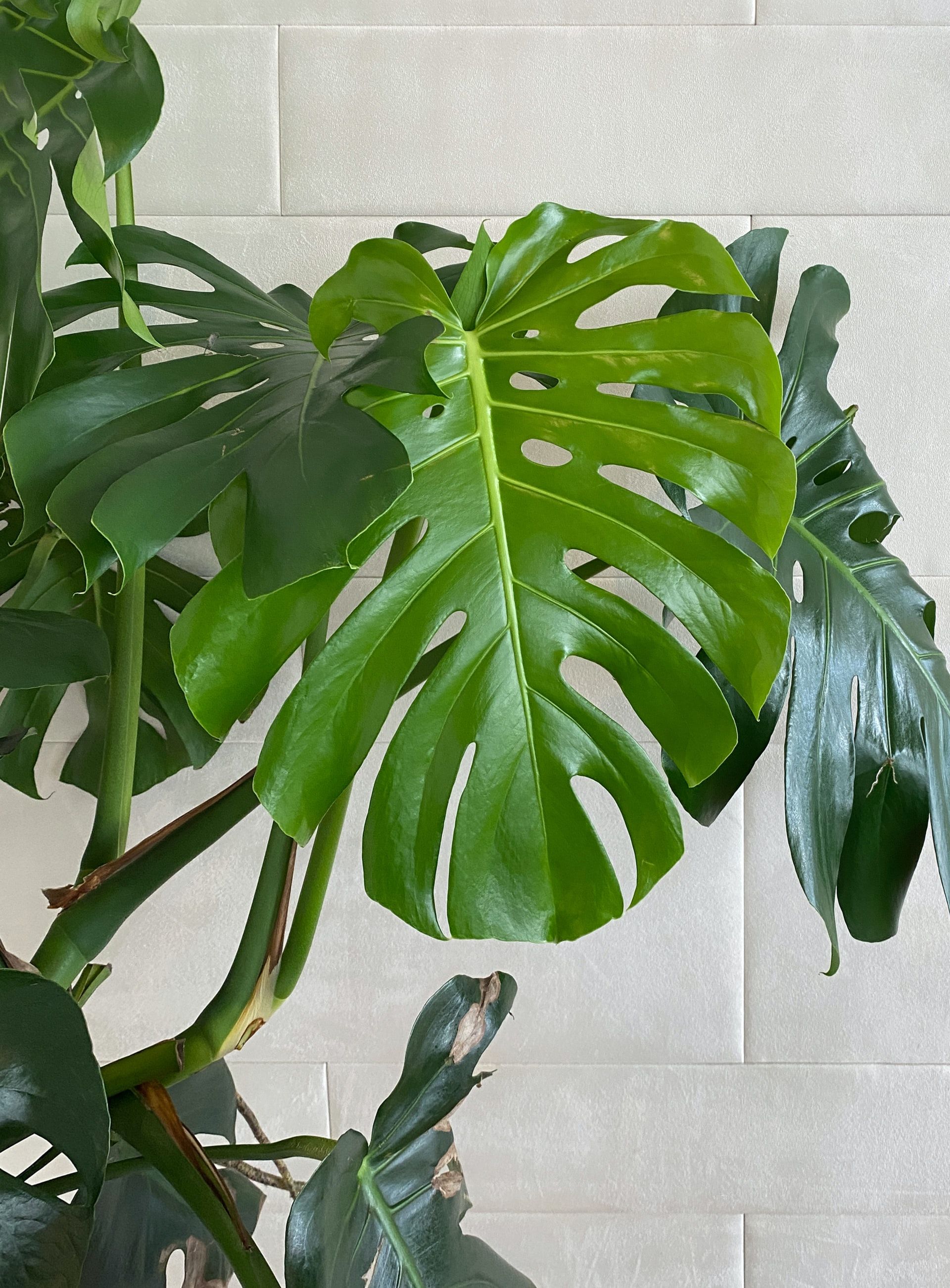 Monstera, also known as a cheese plant
