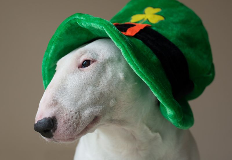 Bull terrier wearing a novelty St Patrick's Day hat