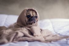A sad looking pug wrapped up in a blanket