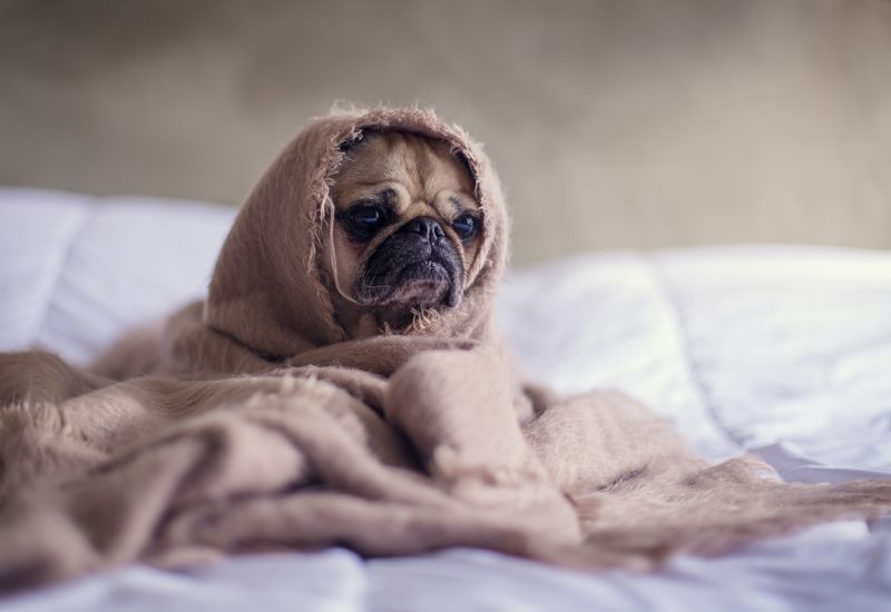 A sad looking pug wrapped up in a blanket