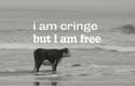 Cow looking into sea with text: "i am cringe, but i am free"