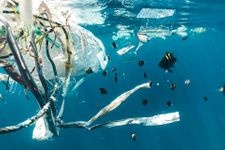 School of fish swimming around plastic waste
