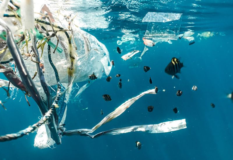 School of fish swimming around plastic waste
