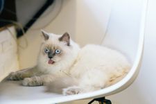 white long haired cat with tongue sticking out