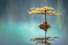 Lone tree on an island in a peaceful lake