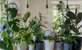 An assortment of the best indoor plants