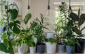 An assortment of the best indoor plants